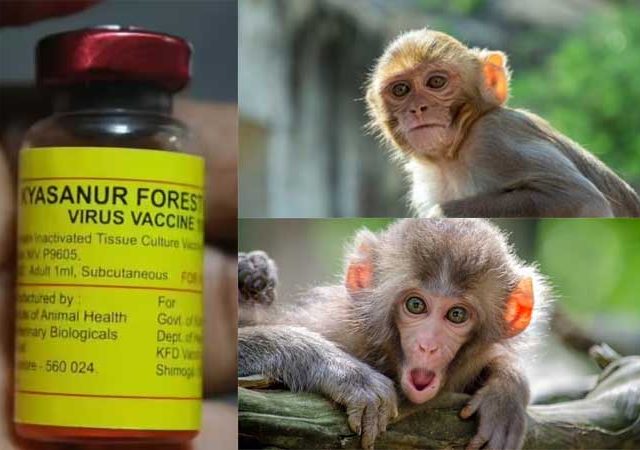 मंकी फिव्हरवर स्वदेशी लस विकसित, महाराष्ट्रातील दुर्गम भागातील नागरिकांना दिलासा