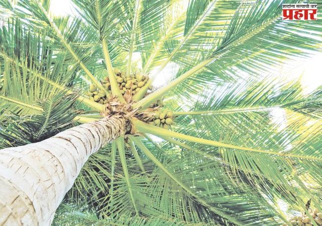 नारळ, काजू अन् चंदनाच्या शेतीला येणार ‘सोन्याचे दिवस’