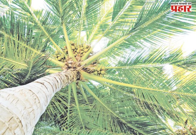 नारळ, काजू अन् चंदनाच्या शेतीला येणार ‘सोन्याचे दिवस’