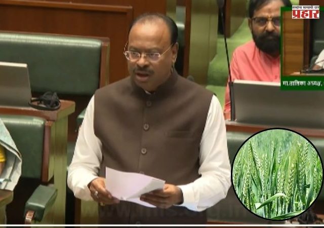 रब्बी हंगामातील 'ई-पीक पाहणी'ला ३१ मार्चपर्यंत मुदतवाढ