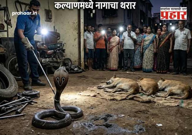 Kalyan News : कल्याण हादरलं! गांधारी परिसरात नागाचा थरार; एकापाठोपाठ तीन भटक्या कुत्र्यांचा मृत्यू