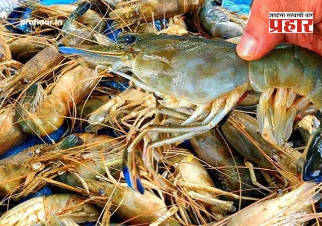 महाराष्ट्र मत्स्य निर्यातीत देशात 'नंबर २'; कोकणच्या कोळंबीचा रुबाब सातासमुद्रापार!
