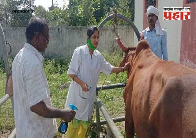 Maharashtra Government Veterinary Health System : राज्यात पशुवैद्यकीय सेवा कोलमडणार? ६,५०० कर्मचाऱ्यांचा सामूहिक राजीनाम्याचा इशारा, ग्रामीण अर्थव्यवस्था धोक्यात!