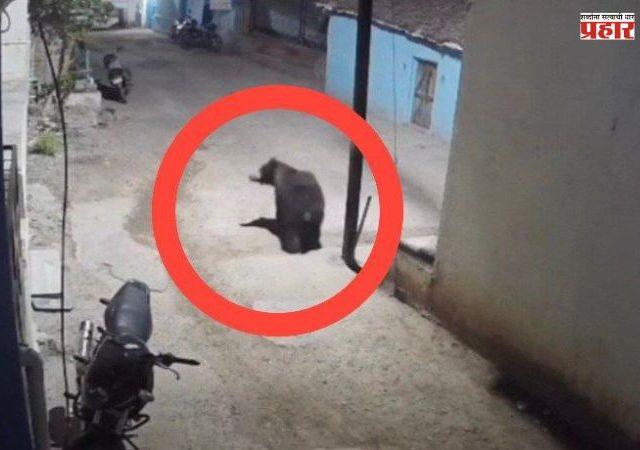 धामणगाव गढी परिसरात चक्क अस्वलाचा मुक्त संचार सीसीटीव्हीत कैद; ग्रामस्थांमध्ये भीतीचे वातावरण