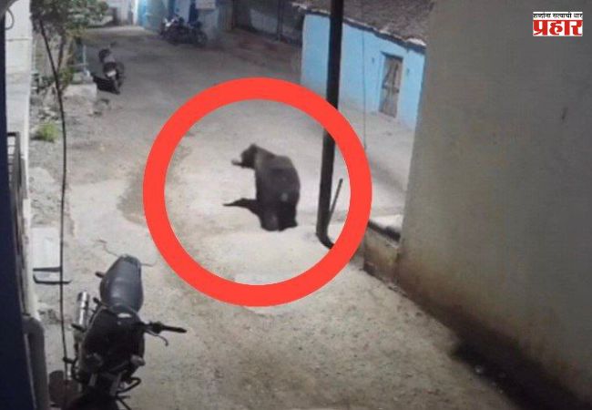 धामणगाव गढी परिसरात चक्क अस्वलाचा मुक्त संचार सीसीटीव्हीत कैद; ग्रामस्थांमध्ये भीतीचे वातावरण