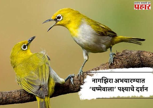 नागझिरा अभयारण्यात ‘चष्मेवाला’ पक्ष्याचे दर्शन