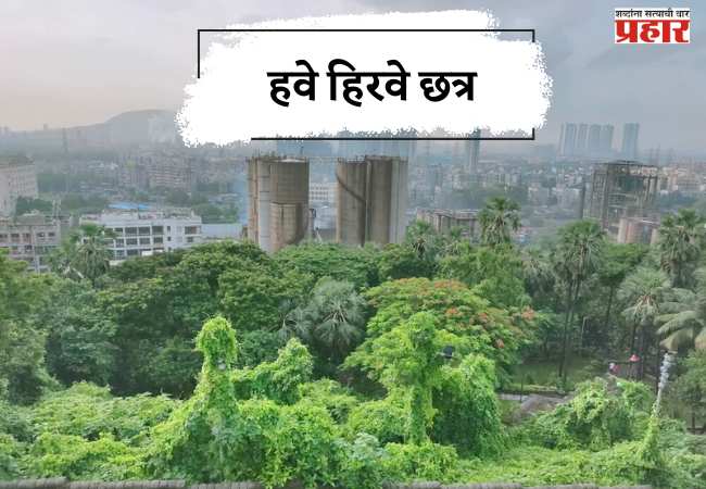 हवे हिरवे छत्र