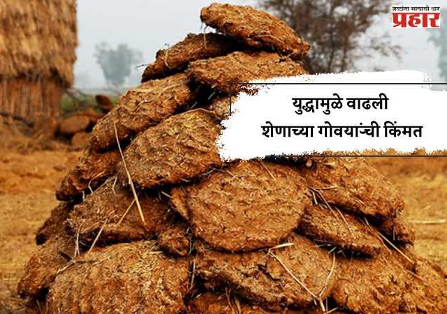 युद्धामुळे वाढली शेणाच्या गोवऱ्यांची किंमत