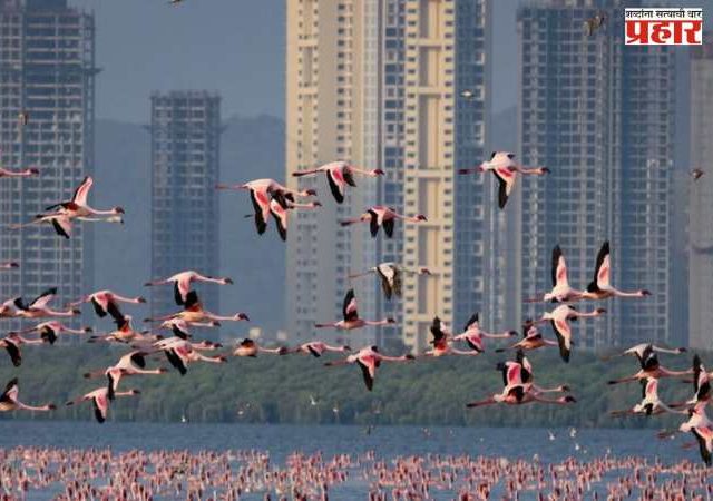 नेरूळमधील फ्लेमिंगो अभयारण्यालगत गृहनिर्माण प्रकल्पाला विरोध