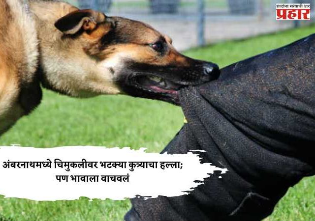 अंबरनाथमध्ये चिमुकलीवर भटक्या कुत्र्याचा हल्ला; पण भावाला वाचवलं