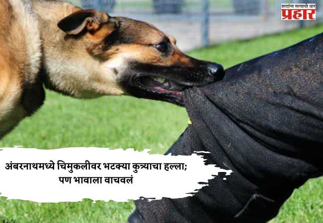 अंबरनाथमध्ये चिमुकलीवर भटक्या कुत्र्याचा हल्ला; पण भावाला वाचवलं
