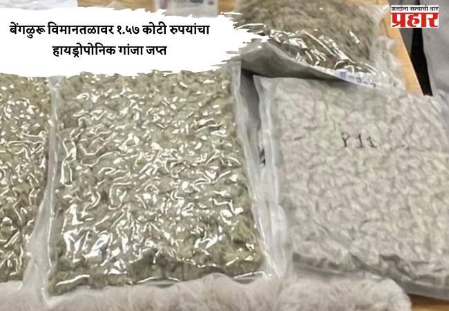बेंगळुरू विमानतळावर १.५७ कोटी रुपयांचा हायड्रोपोनिक गांजा जप्त