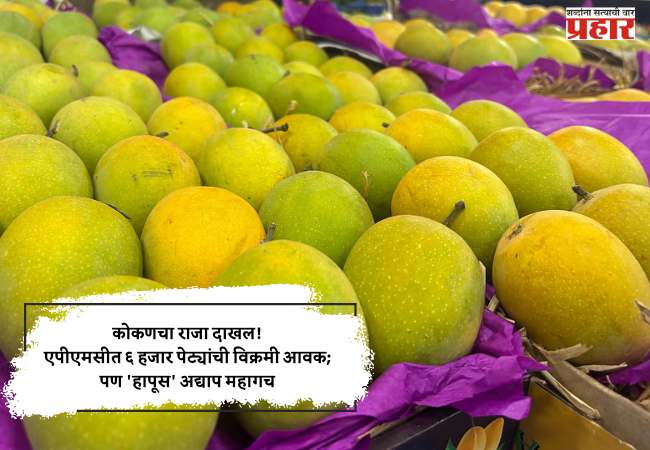 कोकणचा राजा दाखल! एपीएमसीत ६ हजार पेट्यांची विक्रमी आवक; पण ‘हापूस’ अद्याप महागच