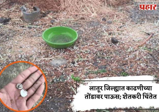 लातूर जिल्ह्यात काढणीच्या तोंडावर पाऊस; शेतकरी चिंतेत