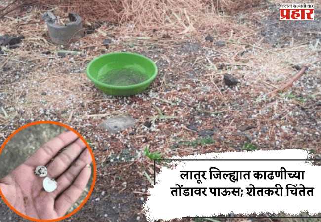 लातूर जिल्ह्यात काढणीच्या तोंडावर पाऊस; शेतकरी चिंतेत