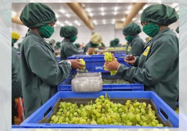 द्राक्ष पिकाच्या संरक्षणासाठी तासगाव व नाशिक येथे विशेष केंद्रांच्या मागणीचा सकारात्मक