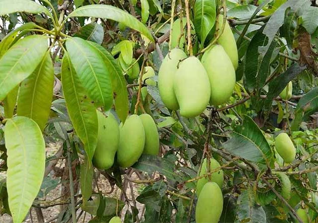 कोकणातील आंबा-काजू उत्पादकांना मोठा दिलासा; हेक्टरी २२ हजार रुपयांपर्यंत मदत देण्याचा राज्य सरकारचा मानस