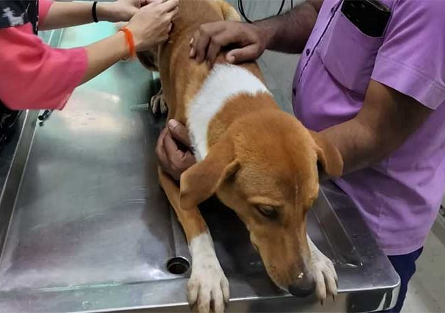 भटक्या श्वानांच्या नसबंदीकरण केंद्रांची क्षमता वाढवा