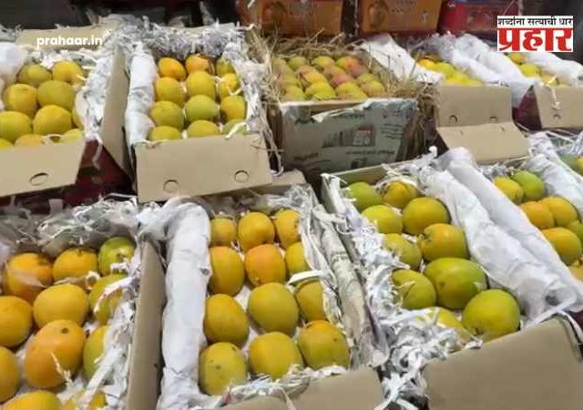 APMC बाजारात हापूसची मोठी ‘लूट’; आवक वाढली तरी कोकणच्या राजाचे दर मात्र स्थिर!