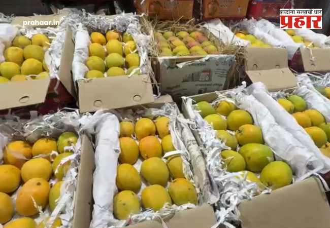 APMC बाजारात हापूसची मोठी ‘लूट’; आवक वाढली तरी कोकणच्या राजाचे दर मात्र स्थिर!