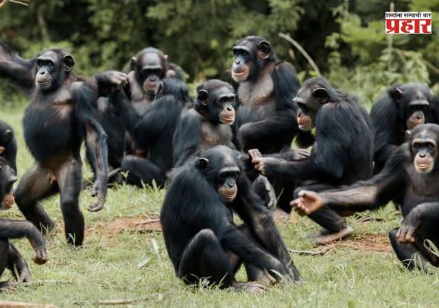 Chimpanzees Civil War : सातासमुद्रापार सेंट्रल, वेस्टर्नचा संघर्ष पेटला, एकेकाळी मित्र असलेले घेतायत एकमेकांचा जीव