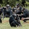 Chimpanzees Civil War : सातासमुद्रापार सेंट्रल, वेस्टर्नचा संघर्ष पेटला, एकेकाळी मित्र असलेले घेतायत एकमेकांचा जीव