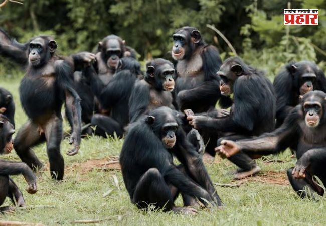 Chimpanzees Civil War : सातासमुद्रापार सेंट्रल, वेस्टर्नचा संघर्ष पेटला, एकेकाळी मित्र असलेले घेतायत एकमेकांचा जीव