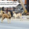 Mulnd Stray Dog Shelters : आणिक आणि मुलुंडमधील भूखंडांचे भटक्या श्वानांच्या निवारासाठी वगळणार आरक्षण