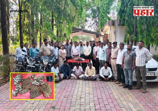 Navapur : नवापूर एमआयडीसीत वनविभागाचा मोठा दणका; बिबट्याच्या कातडीसह पाच तस्कर गजाआड!