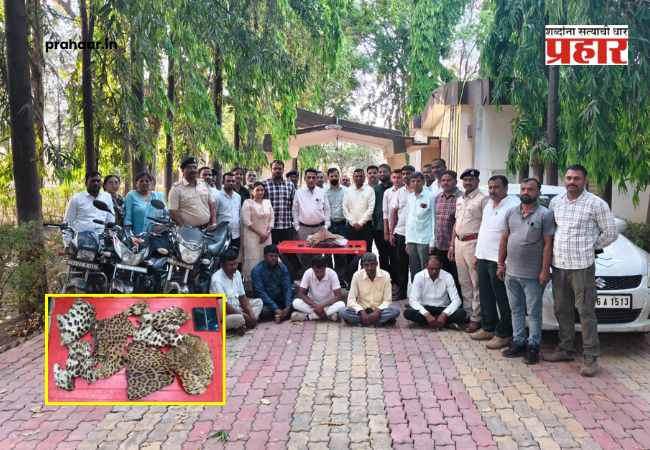 Navapur : नवापूर एमआयडीसीत वनविभागाचा मोठा दणका; बिबट्याच्या कातडीसह पाच तस्कर गजाआड!