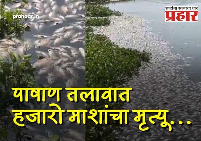पाषाण तलावात हजारो माशांचा मृत्यू; पुणे महापालिका आयुक्तांचा दणका; ४ अधिकारी निलंबित, मुख्य अभियंत्याला नोटीस!