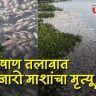 पाषाण तलावात हजारो माशांचा मृत्यू; पुणे महापालिका आयुक्तांचा दणका; ४ अधिकारी निलंबित, मुख्य अभियंत्याला नोटीस!