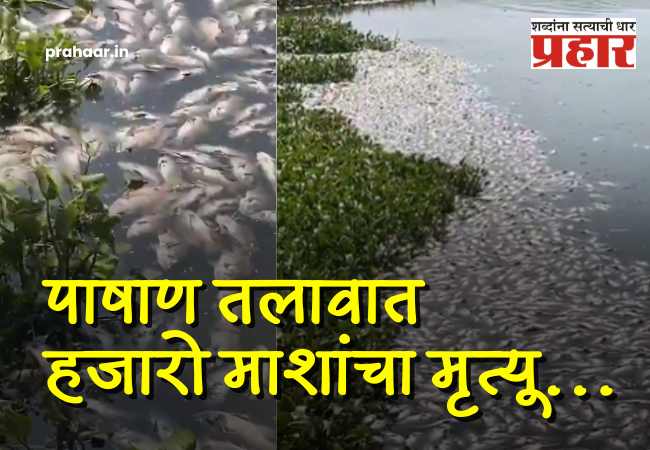 पाषाण तलावात हजारो माशांचा मृत्यू; पुणे महापालिका आयुक्तांचा दणका; ४ अधिकारी निलंबित, मुख्य अभियंत्याला नोटीस!