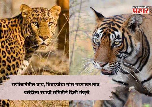 Ranichi Baug : राणीबागेतील वाघ, बिबटयांचा मांस मटणावर ताव; खरेदीला स्थायी समितीने दिली मंजुरी