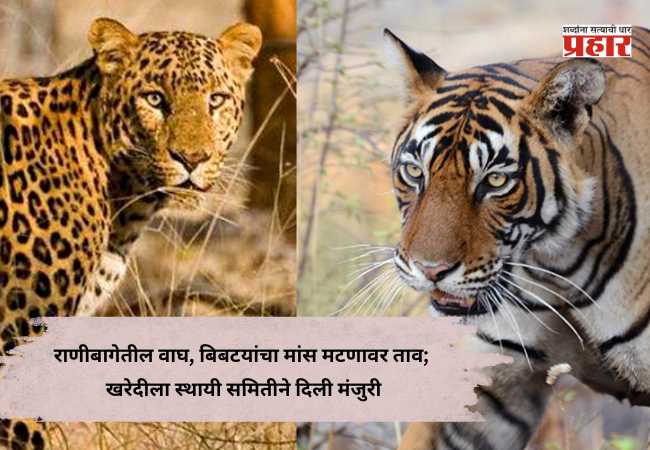 Ranichi Baug : राणीबागेतील वाघ, बिबटयांचा मांस मटणावर ताव; खरेदीला स्थायी समितीने दिली मंजुरी