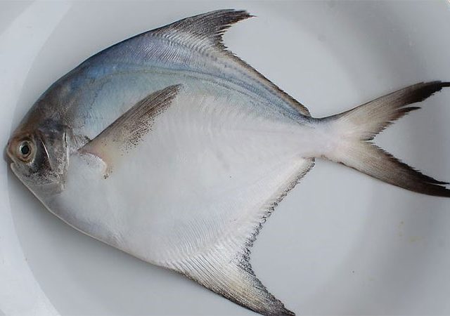 Fish export : मत्स्य निर्यातीत महाराष्ट्र देशात दुसऱ्या स्थानी