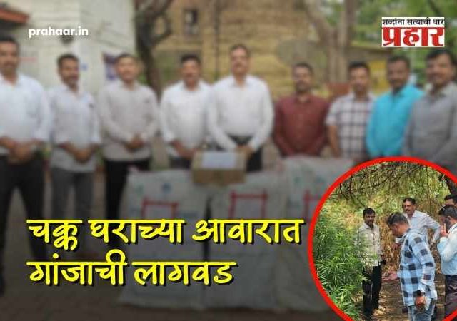 सोलापूर : घराच्या आवारात गांजाची लागवड; गुन्हे शाखेची धडक कारवाई, २१ किलो गांजासह आरोपी जेरबंद