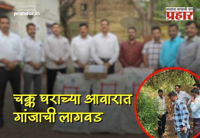 सोलापूर : घराच्या आवारात गांजाची लागवड; गुन्हे शाखेची धडक कारवाई, २१ किलो गांजासह आरोपी जेरबंद