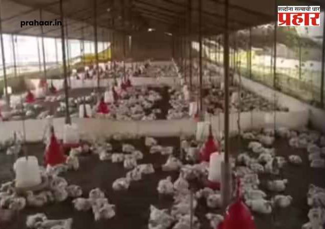 Loud DJ music kills 140 chickens : उत्तर प्रदेशमध्ये डीजेच्या भयानक आवाजाने १४० कोंबड्यांचा मृत्यू; DJ चालकावर FIR दाखल