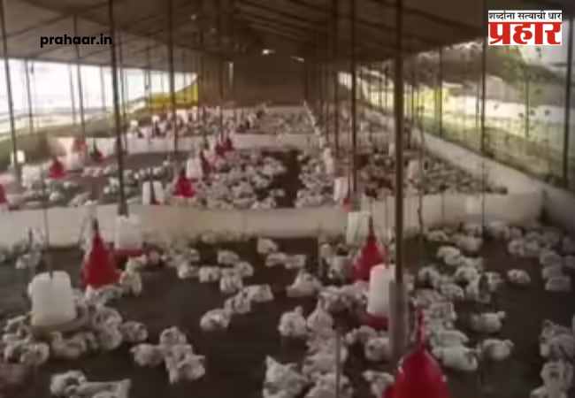 Loud DJ music kills 140 chickens : उत्तर प्रदेशमध्ये डीजेच्या भयानक आवाजाने १४० कोंबड्यांचा मृत्यू; DJ चालकावर FIR दाखल