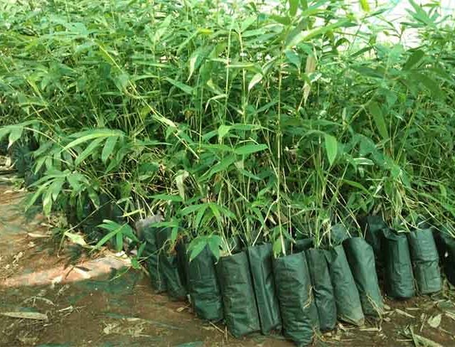 Bamboo Plantation : कांजूरमार्गमधील कचरा दुर्गंधीवर ‘बांबू’ लागवडीचा उपाय