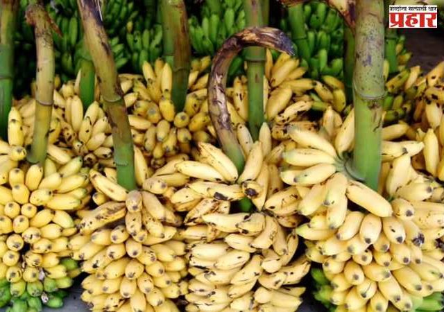 केळीच्या दरात मोठी घसरण, शेतकरी वर्ग हवालदिल