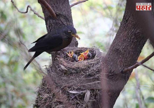 BMC News : झाडांच्या फांद्या छाटणीत पक्ष्यांचे घेतले जातात जीव