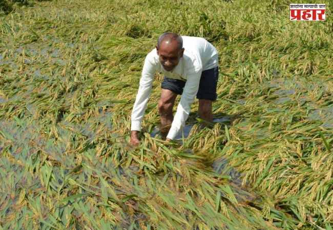 Unseasonal Rain : अवकाळीचा राज्यातील ६६ हजारांपेक्षा जास्त शेतकऱ्यांना फटका