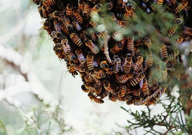 पालखी सोहळ्यावर मधमाश्यांचा हल्ला, ६५ जण जखमी