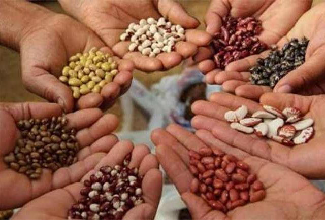 Seeds Act : राज्याचा स्वतंत्र बियाणे कायदा करणार