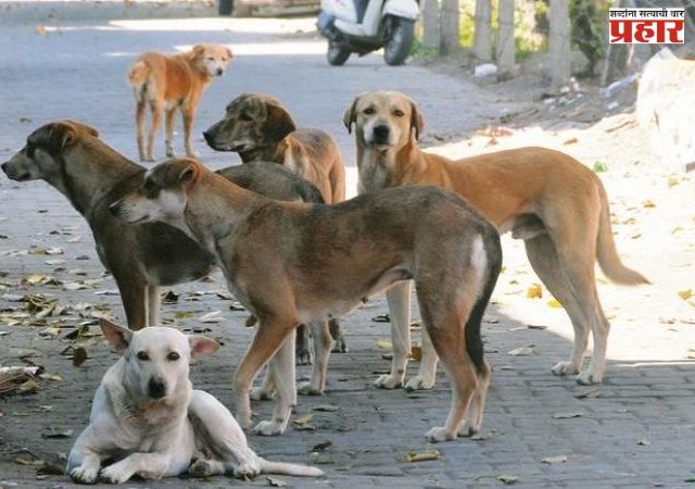 Mumbai : भटक्या श्वानांची नसबंदी करण्यासाठी BMC ने केला ७० हजार कोटींचा खर्च, एमआयएमच्या नगरसेवकाने मारला हवेत बाण