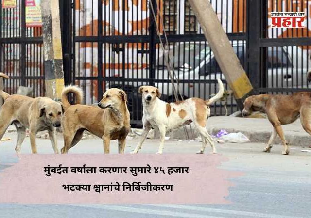 Stray Dogs Sterilized : मुंबईत वर्षाला करणार सुमारे ४५ हजार भटक्या श्वानांचे निर्बिजीकरण