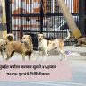 Stray Dogs Sterilized : मुंबईत वर्षाला करणार सुमारे ४५ हजार भटक्या श्वानांचे निर्बिजीकरण