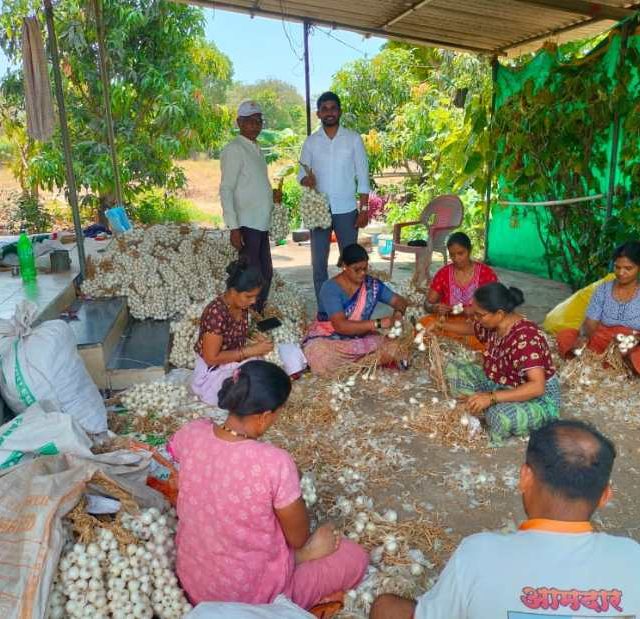 GI Tag White Onion Production : जीआय टॅग मिळूनही अडचण; पांढऱ्या कांद्याच्या उत्पादनात मोठी घट
